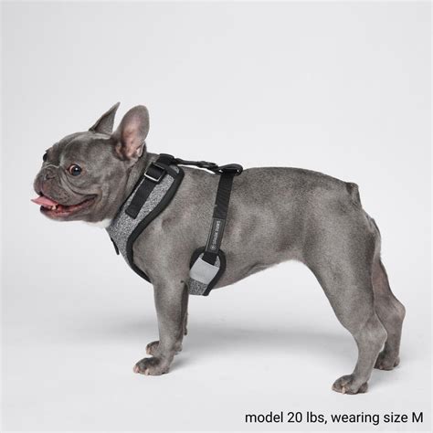 designer harness for french bulldog